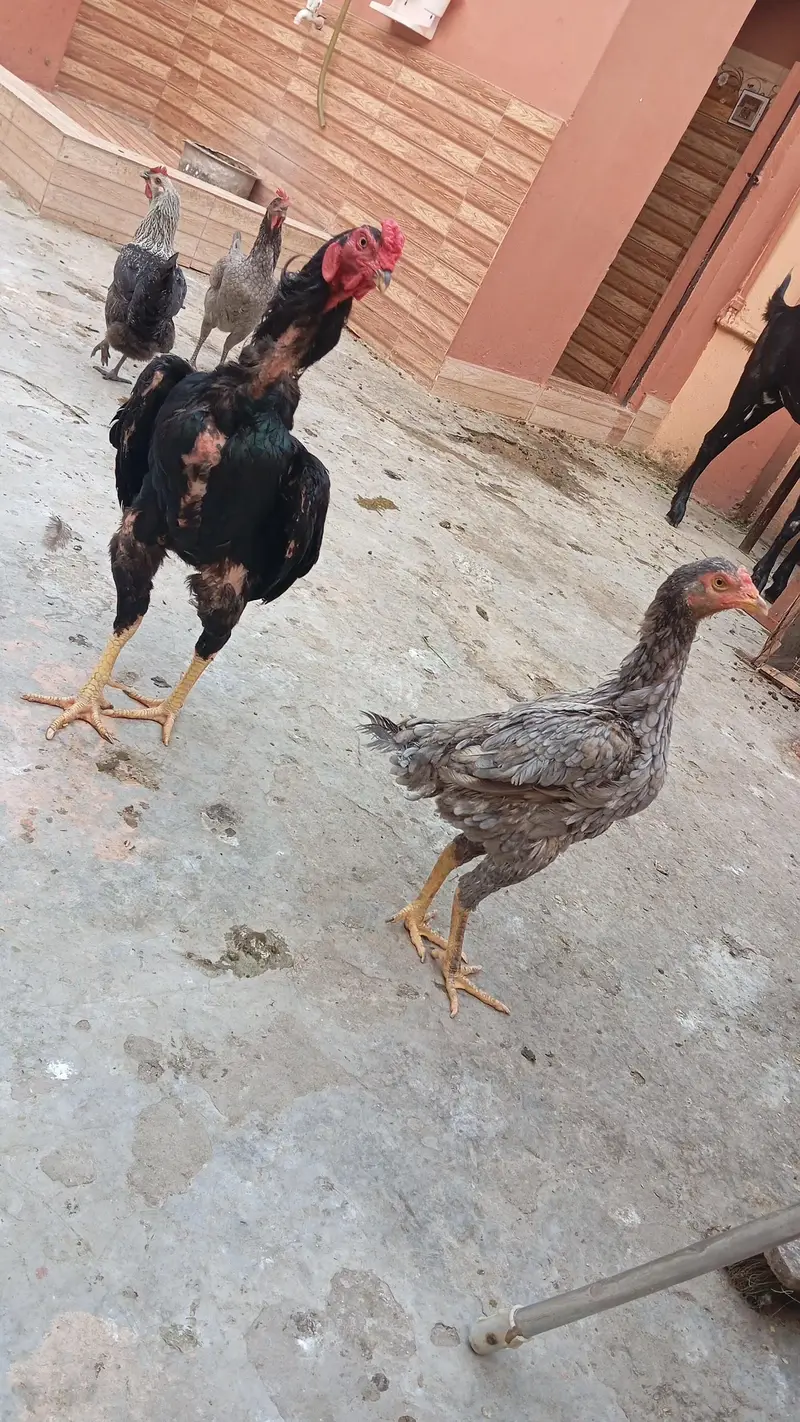 Aseel murgi with 7 aseel chicks — photo 8