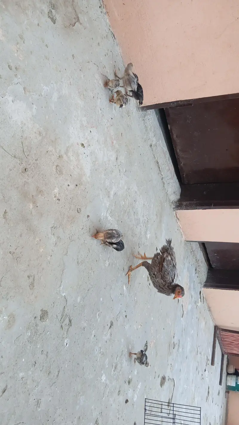 Aseel murgi with 7 aseel chicks — photo 9