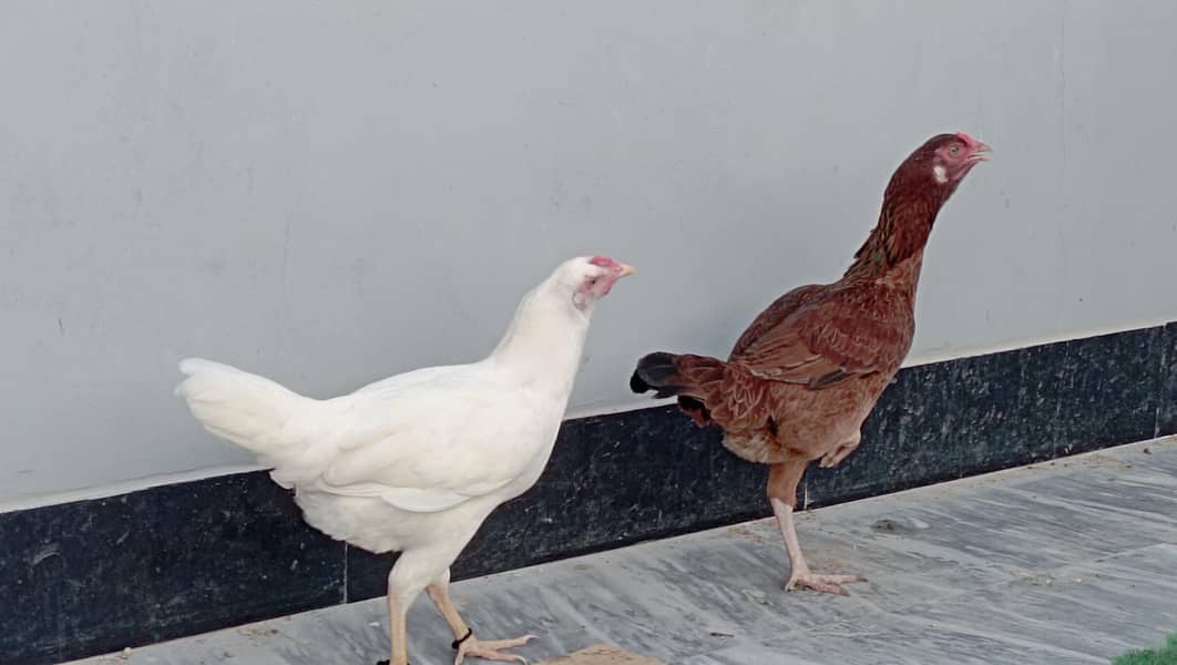Aseel Hens 0