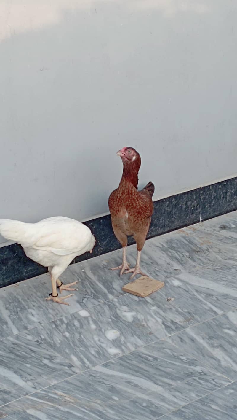 Aseel Hens 1
