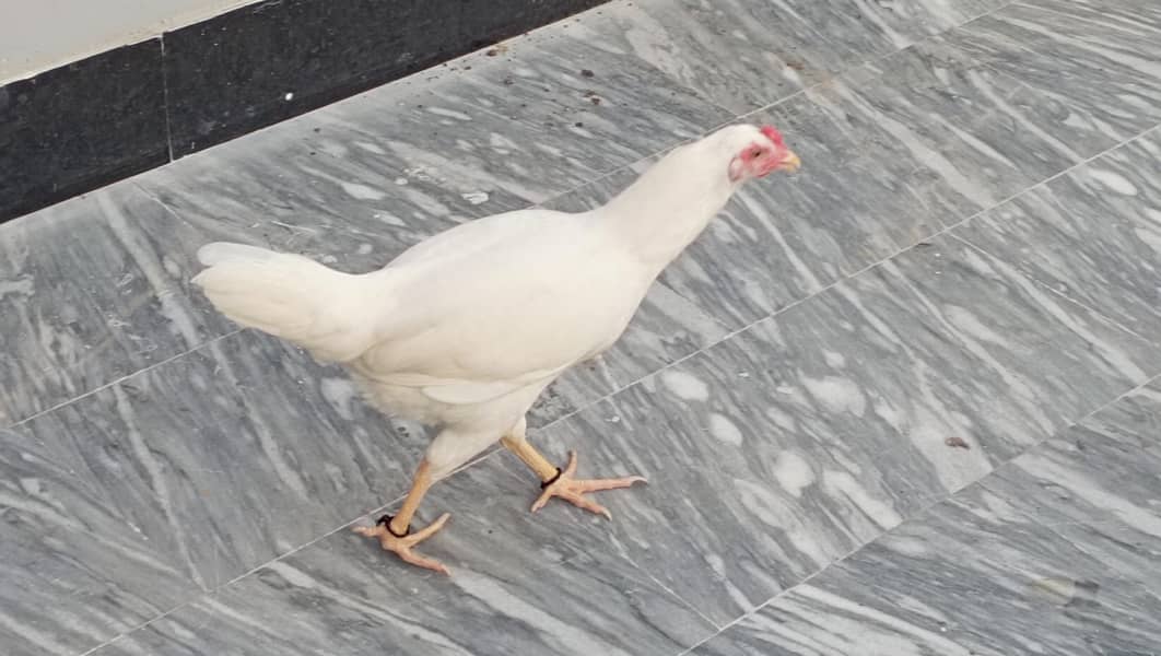 Aseel Hens 2
