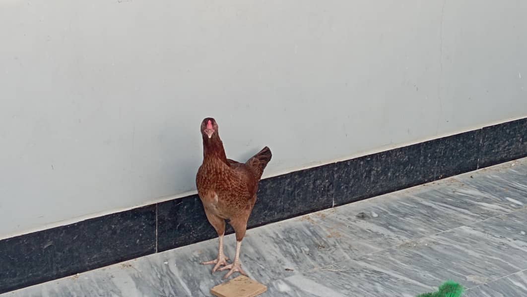 Aseel Hens 3