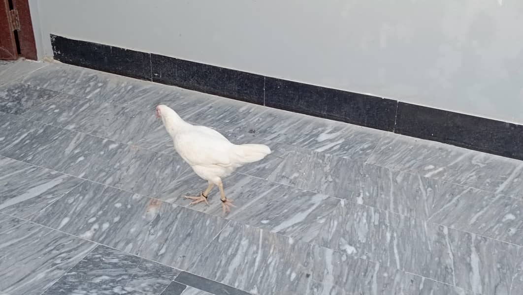 Aseel Hens 4
