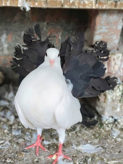 Black Tail Breeder Male For Sale