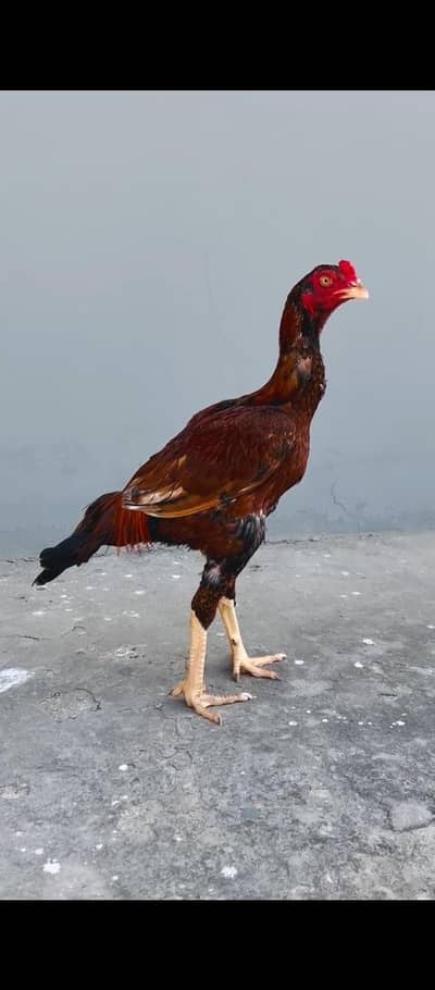 Aseel peela Patha