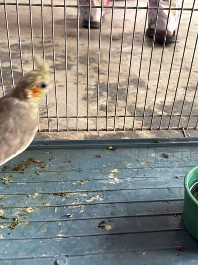 Cocatil male parrot healty and active whattsapp number