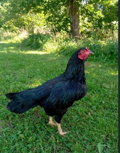 I want to sell my hen My WhatsApp number 03315155676