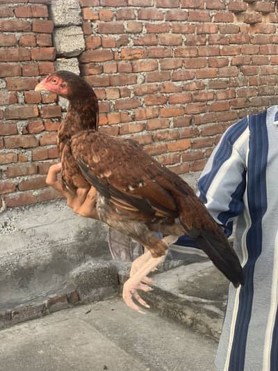 Peeli  madi aseel chick/ shamoo