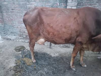 Red color cow for sale 10kg per day milk