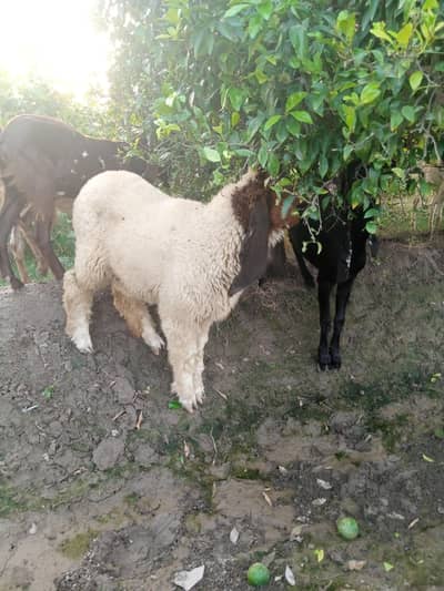 Sheep for sale