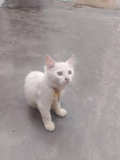 Preisan cat