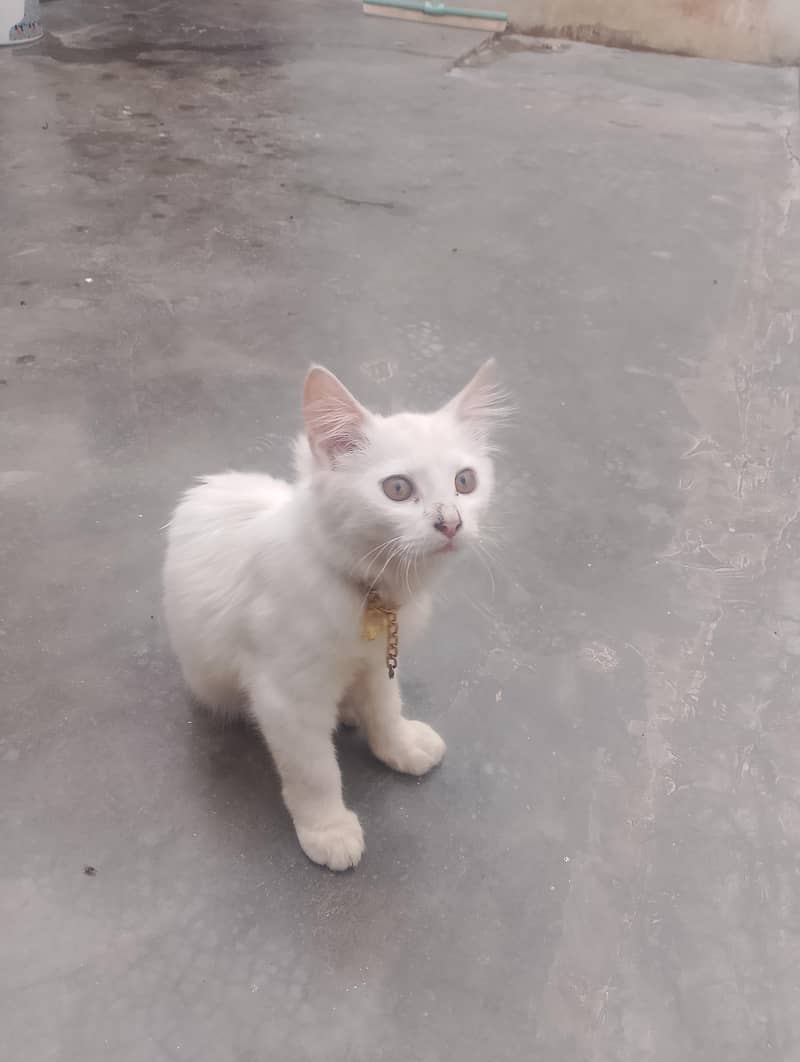 Preisan cat 0