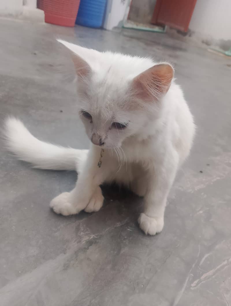 Preisan cat 1