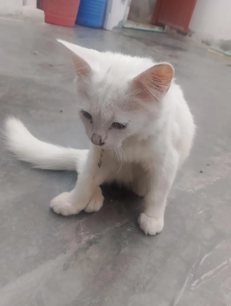 Preisan cat — photo 2