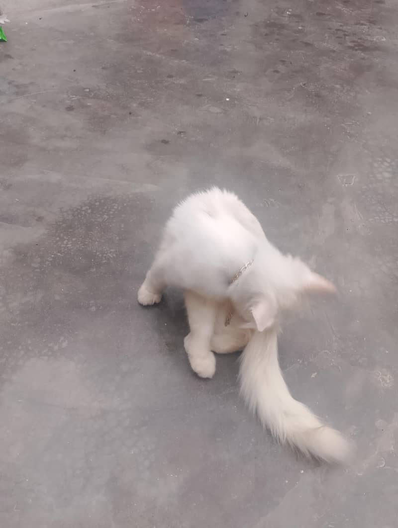 Preisan cat 2