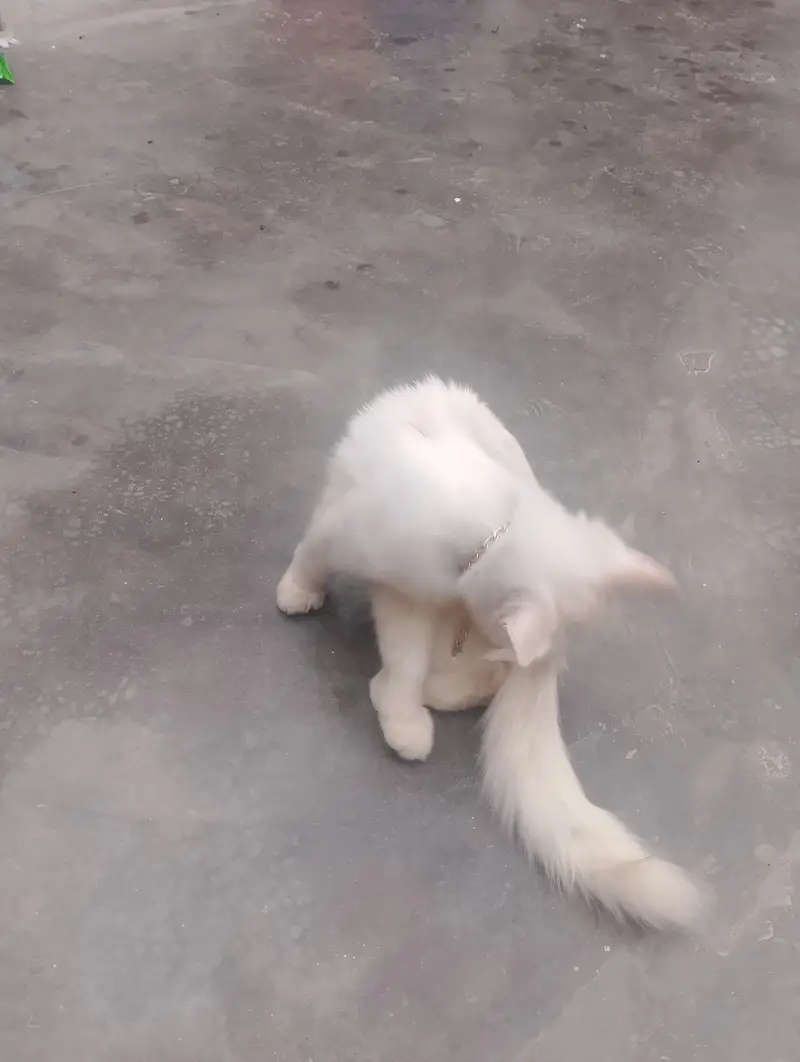 Preisan cat — photo 3