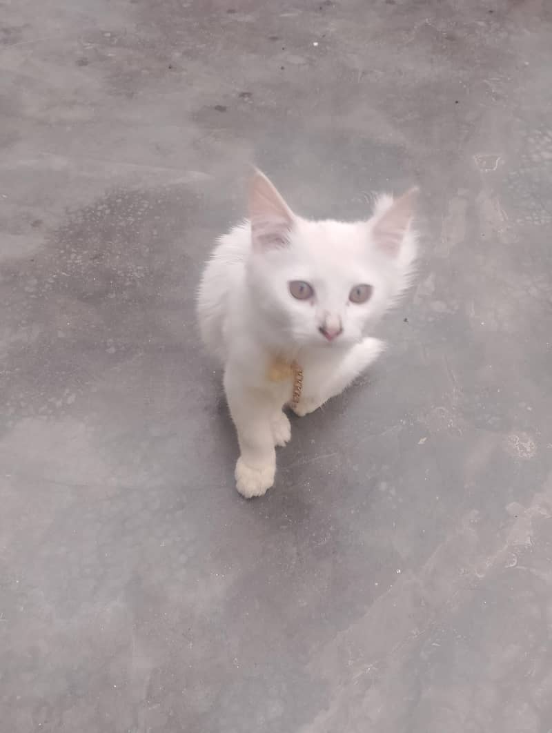 Preisan cat 3