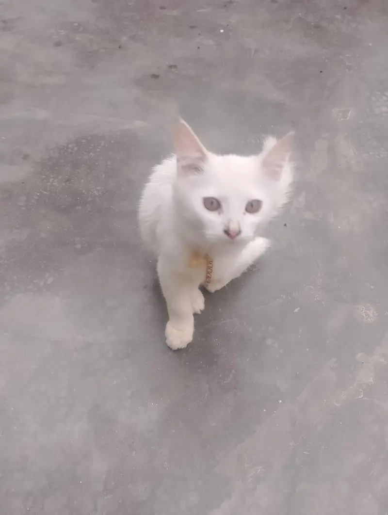 Preisan cat — photo 4