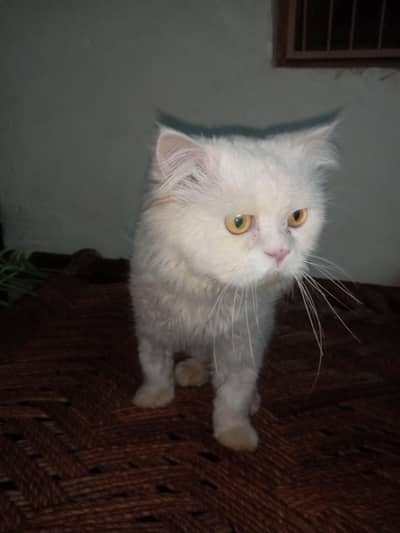 Persian can beautiful eyes