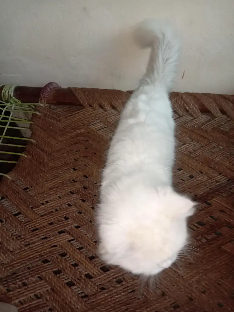 Persian can beautiful eyes — photo 2