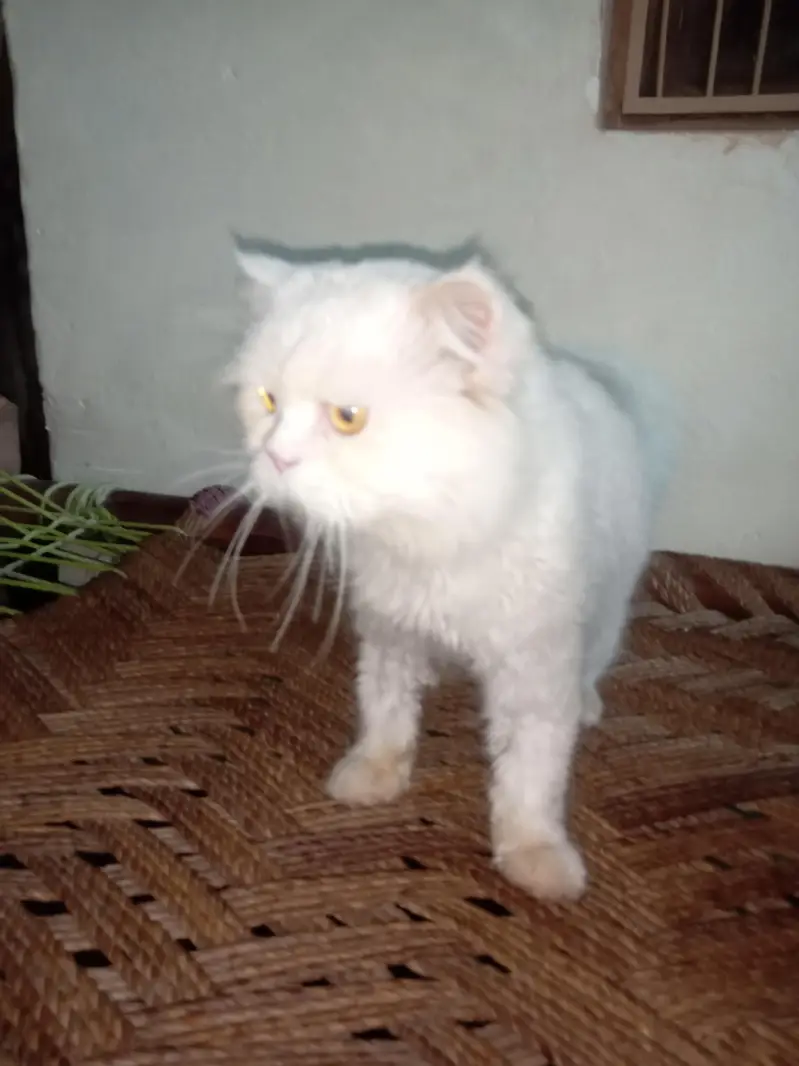 Persian can beautiful eyes — photo 3