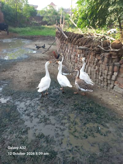 Duck  pair