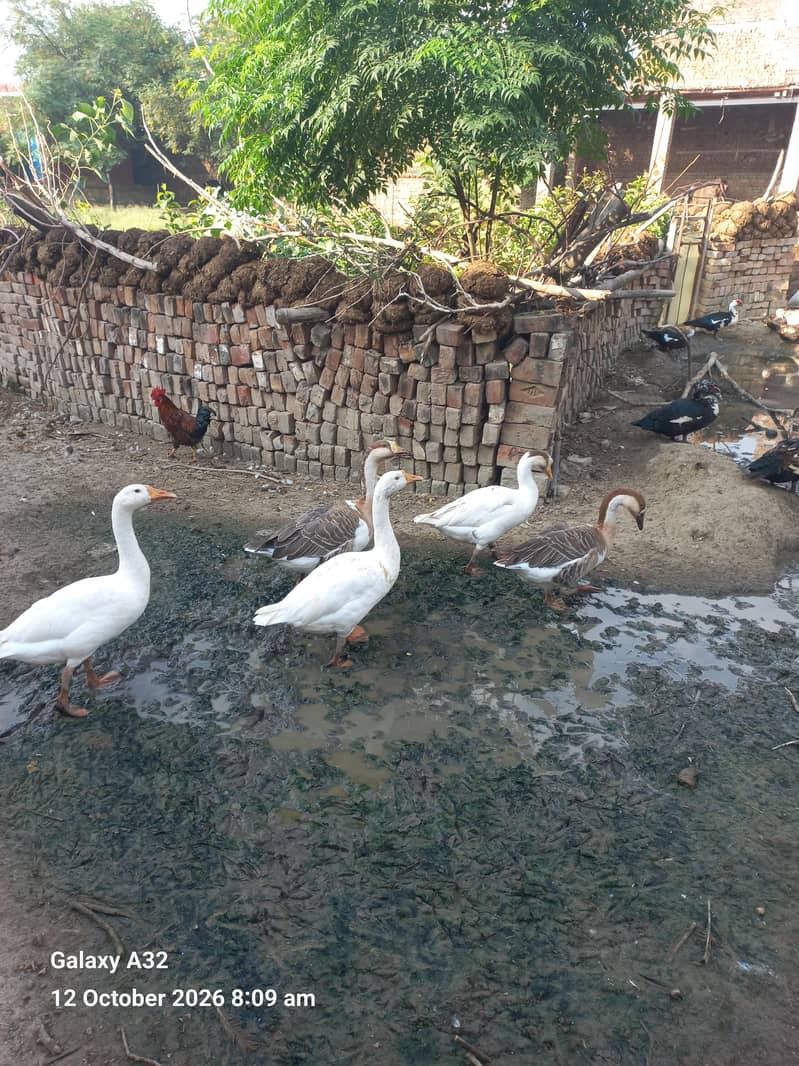Duck  pair 1