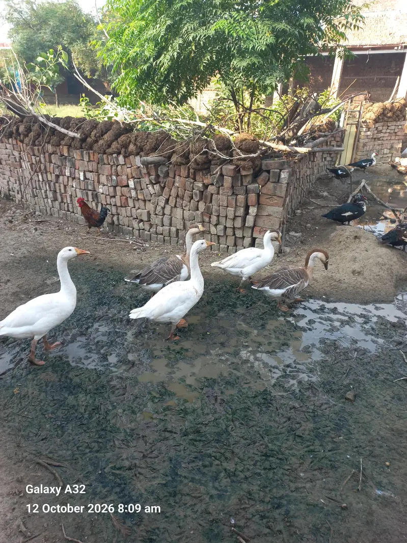 Duck  pair — photo 2