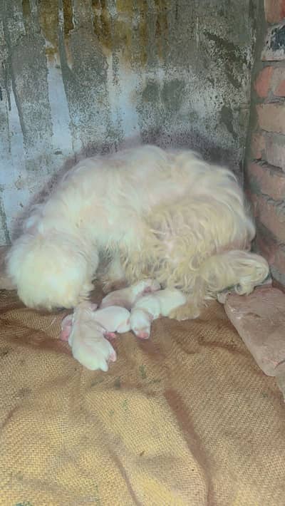 Poodle puppy only male
