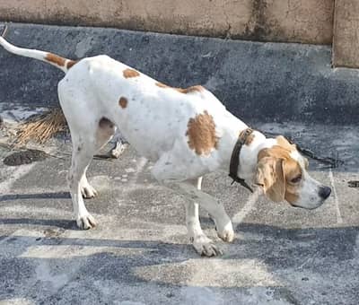 English pointer