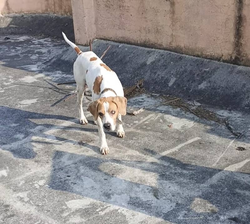 English pointer 1