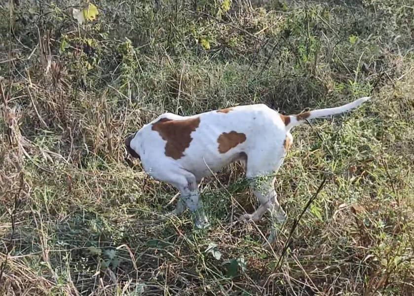 English pointer 2