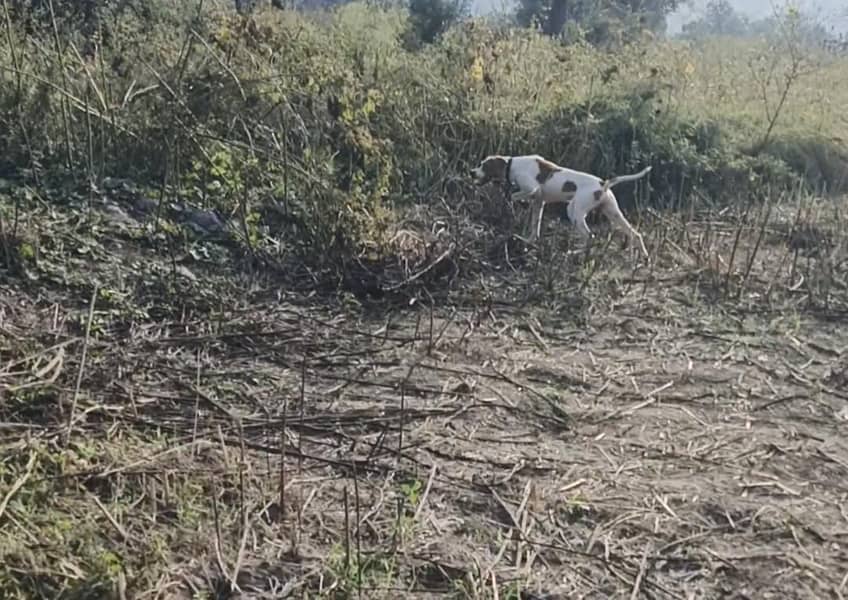 English pointer 3