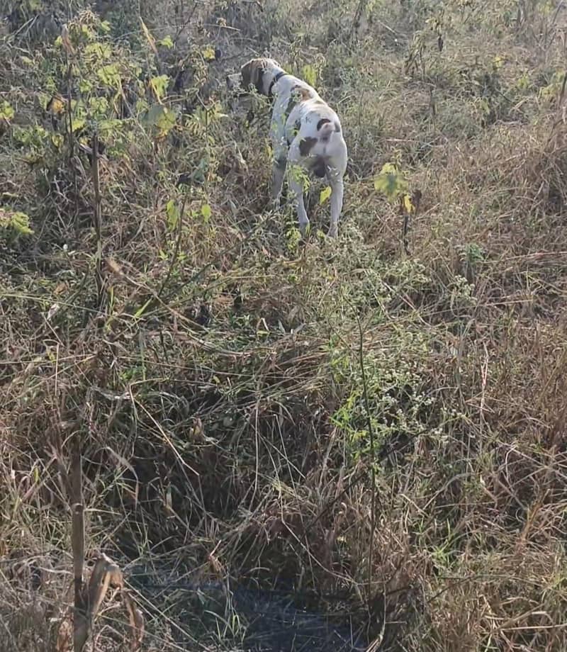 English pointer 4