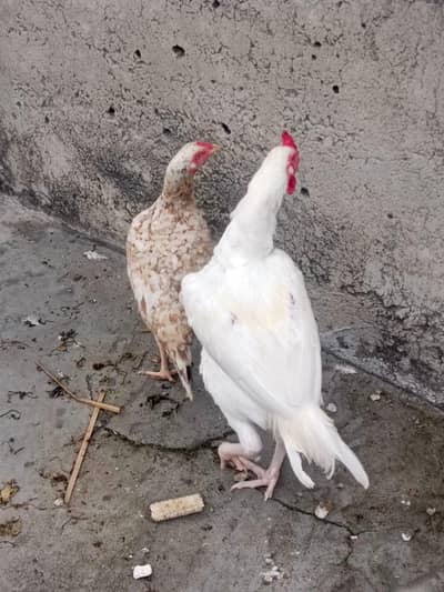 Pure White Paper Aseel Pair For Sale - Top Quality