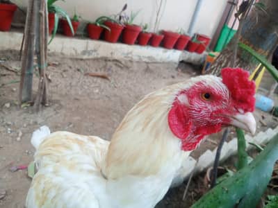 Aseel Heera Pair For sale