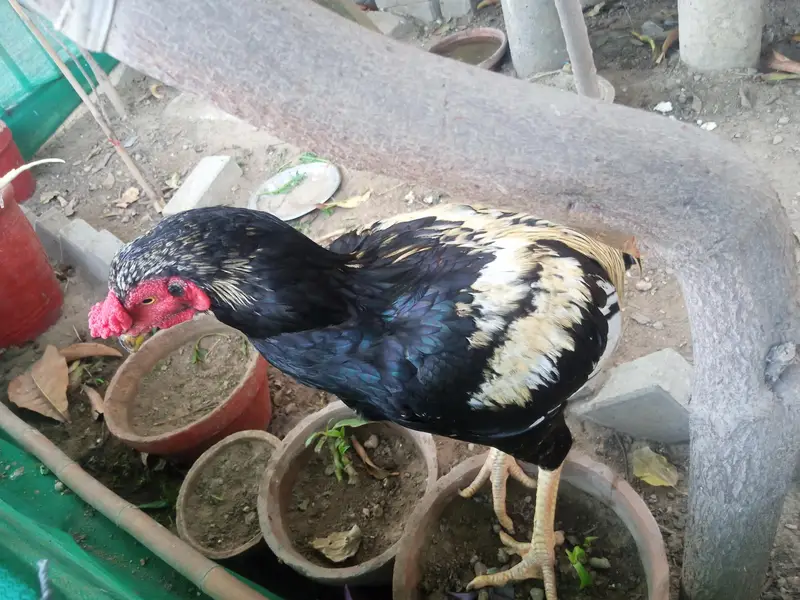 Aseel Heera Pair For sale — photo 2