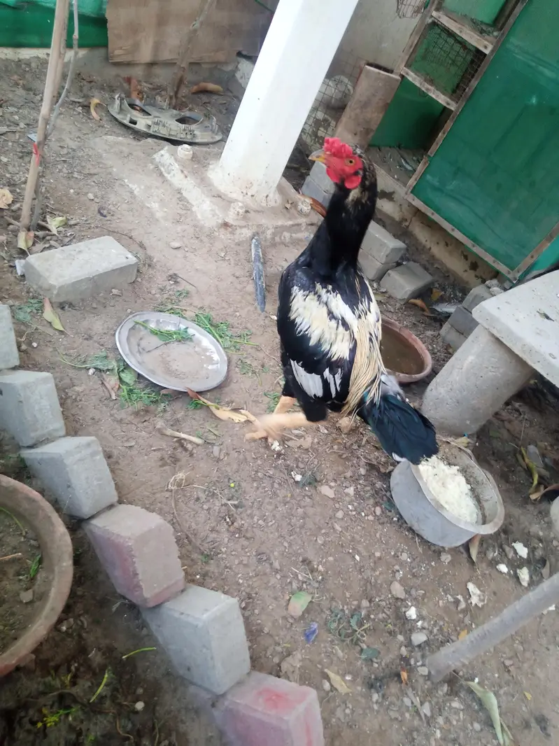 Aseel Heera Pair For sale — photo 3