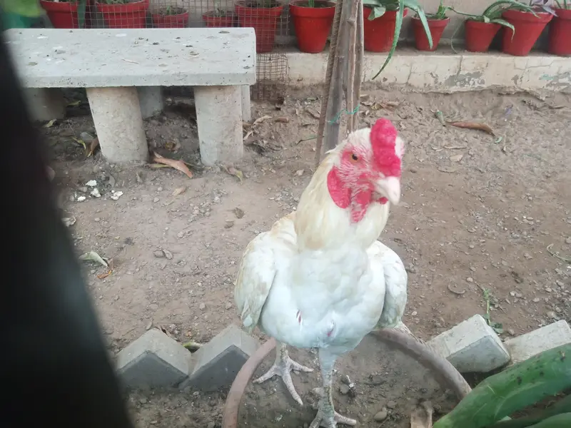 Aseel Heera Pair For sale — photo 4