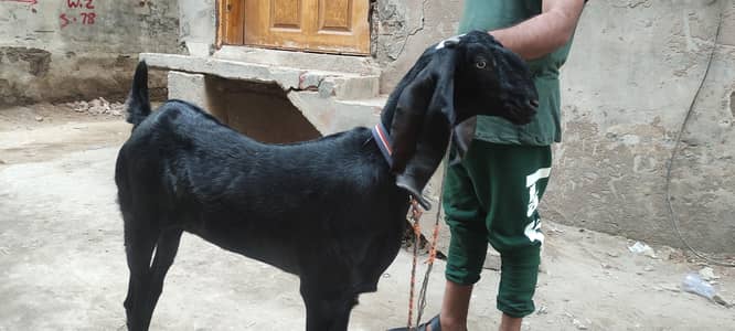betal bakri sell breeder / gulabhi / teddy/ makhi chini/ beetal/ nagra