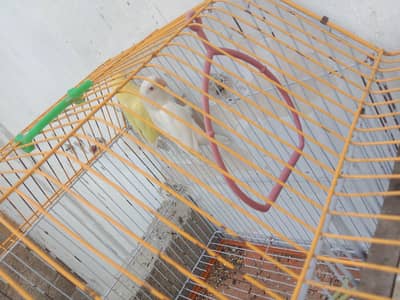 bounded pair + cage & box. ( 03161070064 )