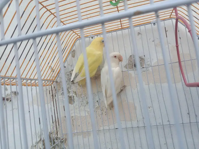 bounded pair + cage & box. ( 03161070064 ) — photo 2