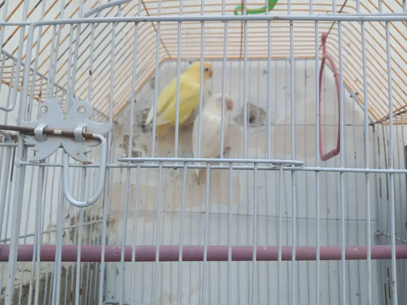 bounded pair + cage & box. ( 03161070064 ) — photo 3
