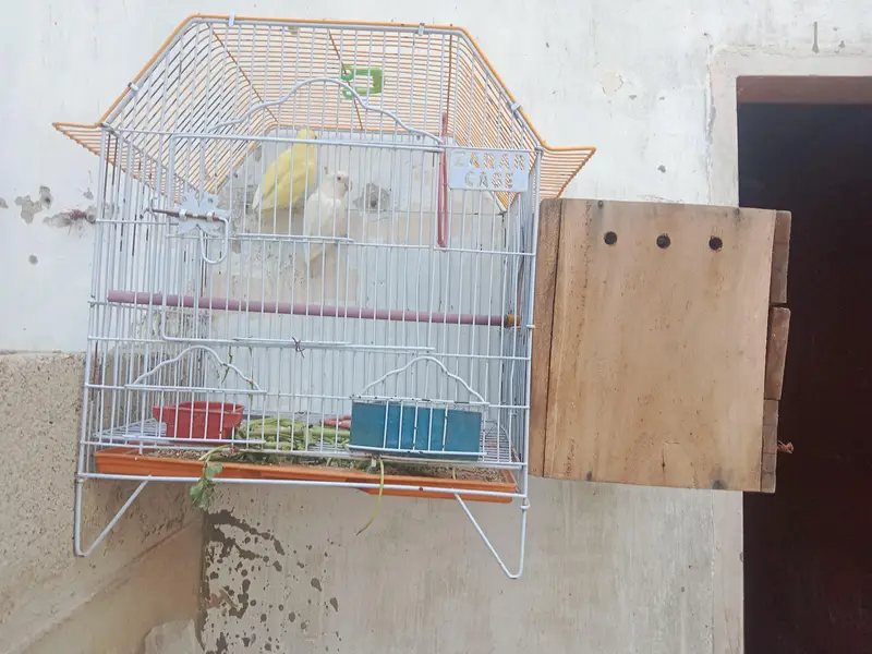 bounded pair + cage & box. ( 03161070064 ) — photo 4