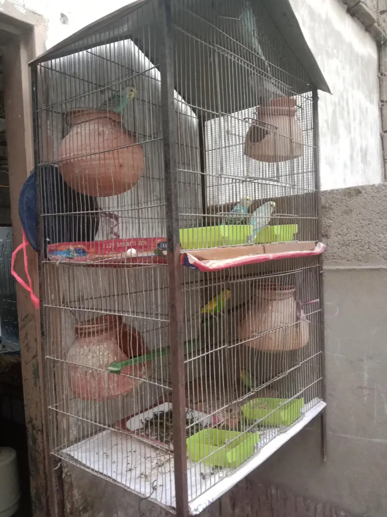 bounded pair + cage & box. ( 03161070064 ) — photo 5