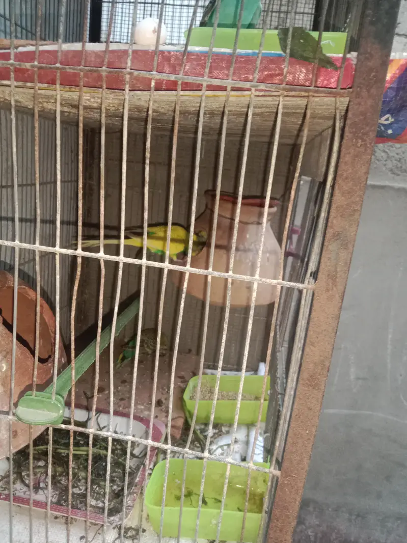 bounded pair + cage & box. ( 03161070064 ) — photo 6