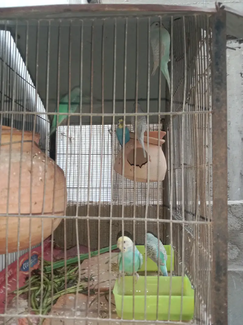 bounded pair + cage & box. ( 03161070064 ) — photo 7