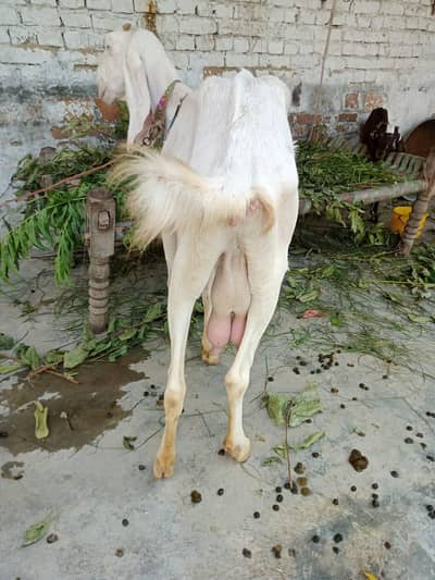 betal bakri sath female bachi 2mahine ki cross leken koi garanty nahi