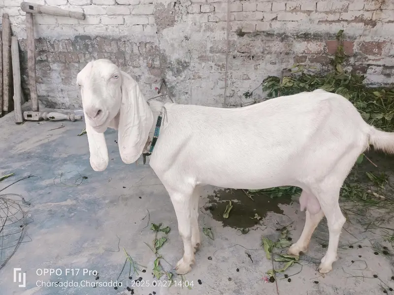 betal bakri sath female bachi 2mahine ki cross leken koi garanty nahi — photo 2
