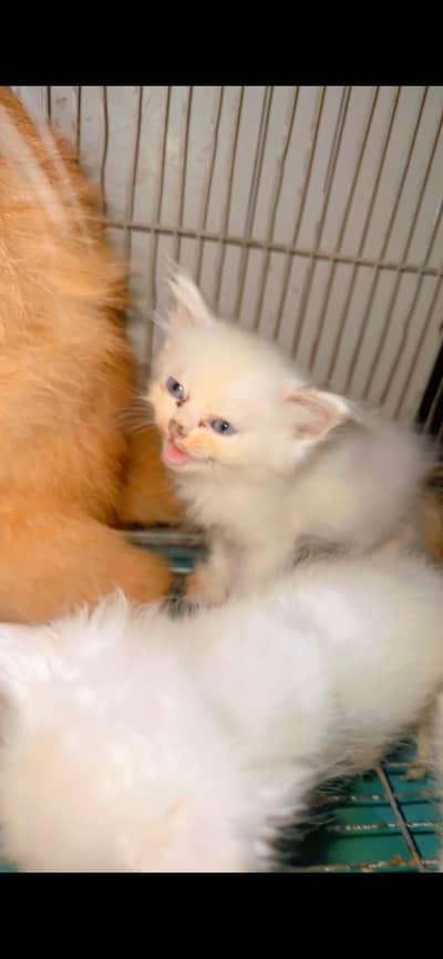 Kittens for sale